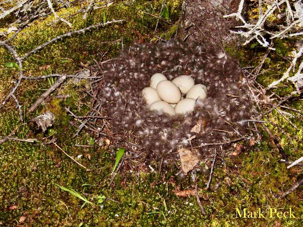 Green-winged Teal by Mark Peck Bird Photography is licensed under CC BY-NC-SA 2.0.